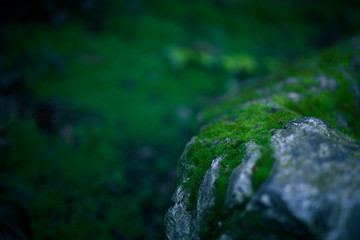 Beautiful green moss on stone with bokeh