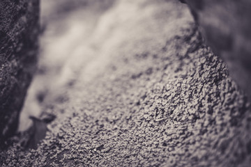 Beautiful clovers with bokeh in black and white