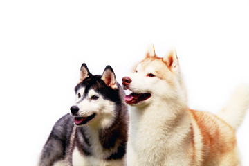 Couple of Siberian Huskies smiling with white background. Two lover of happiness dogs portrait.