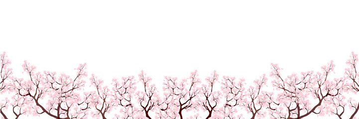 Fototapeta premium 桜 春 花 背景