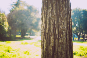 Fototapeta premium Beautiful tree with colorful bokeh at the Japanese Friendship Garden in San Jose California