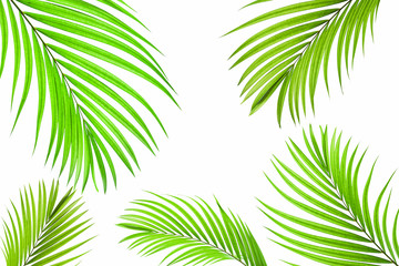 Fototapeta na wymiar tropical coconut leaf isolated on white background, summer background