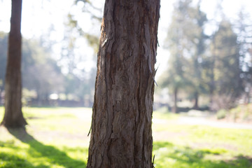 Fototapeta premium Beautiful tree with colorful bokeh at the Japanese Friendship Garden in San Jose California
