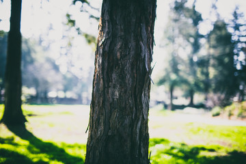 Beautiful tree with colorful bokeh at the Japanese Friendship Garden in San Jose California