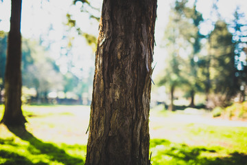 Beautiful tree with colorful bokeh at the Japanese Friendship Garden in San Jose California