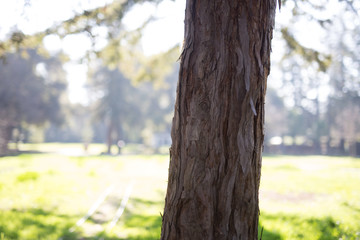Beautiful tree with colorful bokeh at the Japanese Friendship Garden in San Jose California