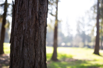 Beautiful tree with colorful bokeh at the Japanese Friendship Garden in San Jose California