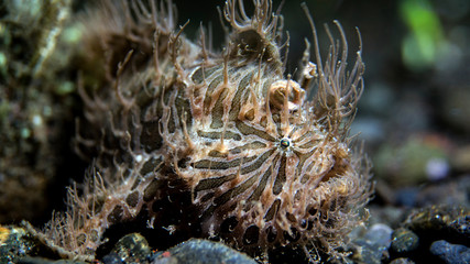 Muzzle of a hairy frog fish close-up. Macro space of the Indian Ocean