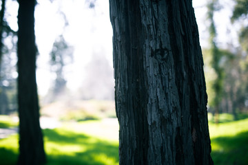 Fototapeta premium Beautiful tree with colorful bokeh at the Japanese Friendship Garden in San Jose California