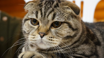 Portrait of a young thoroughbred cat close-up. Animals bred experimentally. Pets at the photo shoot