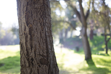 Beautiful tree with colorful bokeh at the Japanese Friendship Garden in San Jose California