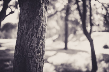 Fototapeta premium Beautiful tree with bokeh at the Japanese Friendship Garden in San Jose California in black and white