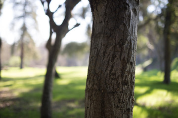 Beautiful tree with colorful bokeh at the Japanese Friendship Garden in San Jose California