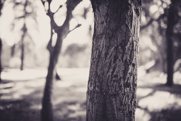 Fototapeta na wymiar Beautiful tree with bokeh at the Japanese Friendship Garden in San Jose California in black and white
