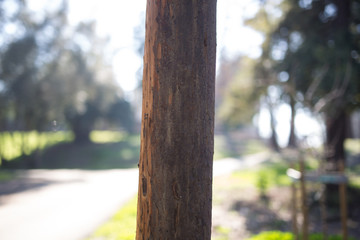 Beautiful tree with colorful bokeh at the Japanese Friendship Garden in San Jose California