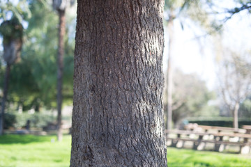 Beautiful tree with colorful bokeh at the Japanese Friendship Garden in San Jose California