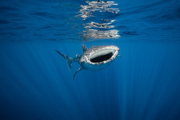 Whale Shark Feeding © Ollie