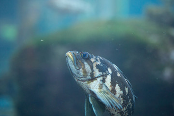 Beautiful swimming fish at Monterrey Bay Aquarium