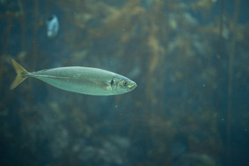 Beautiful swimming fish at Monterrey Bay Aquarium