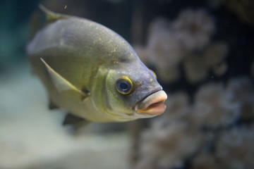 Beautiful swimming fish at Monterrey Bay Aquarium