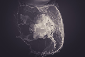 Beautiful Jellyfish drifting at the Monterrey Bay Aquarium in black and white