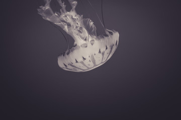 Beautiful Jellyfish drifting at the Monterrey Bay Aquarium in black and white