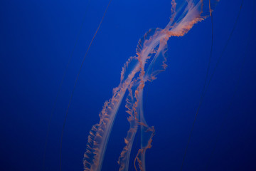 Beautiful Jellyfish drifting at the Monterrey Bay Aquarium 