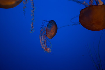 Obraz premium Beautiful Jellyfish drifting at the Monterrey Bay Aquarium 