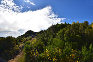 Landscape of green mountains of Madeira Island - view from the trial to Pico Ruivo.