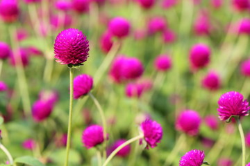 Fototapeta premium Closeup,Globe amaranth flower in the garden of King Rama IX park in Thailand