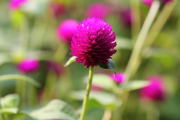 Fototapeta premium Closeup,Globe amaranth flower in the garden of King Rama IX park in Thailand