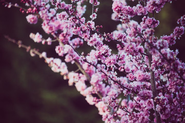 Beautiful spring flowers blooming in Monterrey California 