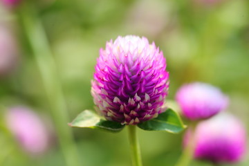 Closeup,Globe amaranth flower in the garden of King Rama IX park in Thailand