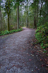 Wet gravel path through park woodlands, winter day