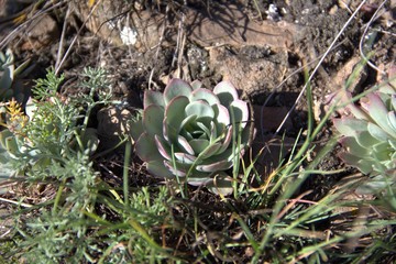 mountain flower