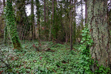 Invasive English ivy taking over woodland, winter day