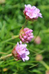 Blooming Clover (IRE 0276)