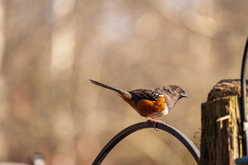 one Spotted Towhee resting on a curved metal bar near the bird feeder in the park on a sunny day