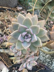 Echeveria Species Succulent Plant, Varieties of drought tolerant plants