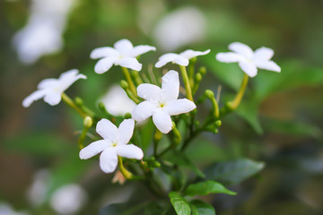 White flowers sampaguita jasmine blooming in nature garden field green leaf  blurred background