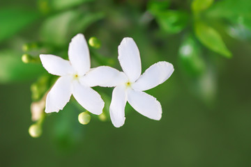 White flowers sampaguita jasmine blooming in nature garden field green leaf  blurred background