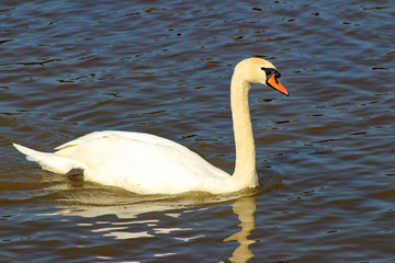 Swan on the River Shannon (IRE 0468)
