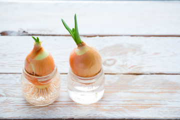 Green onions in a glass jar on the window. Growing greens at home. Home garden. Sprouted bulbs.