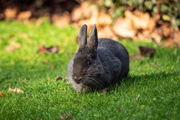 one  cute and fat grey rabbit eating green grasses in the park near the bushes while staring at you