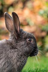 close up portrait of a brown rabbit resting on green grass field