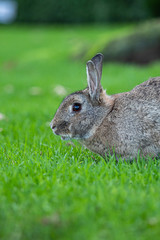 a cute  grey rabbit laying on green grass field enjoying its meal