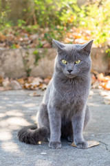 Portrait of cute gray cat sitting under the tree