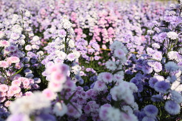 Purple violet flower field in countryside with fresh air will release from stress. Flower natural wallpaper
