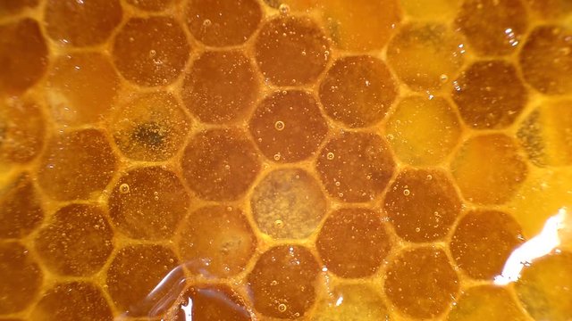 Honey_close-up-1
