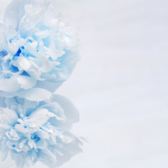 Fresh blue flowers peonies, greeting card, holiday concept. Vertical invitation for event. Template for holiday greeting. Soft  selective focus.